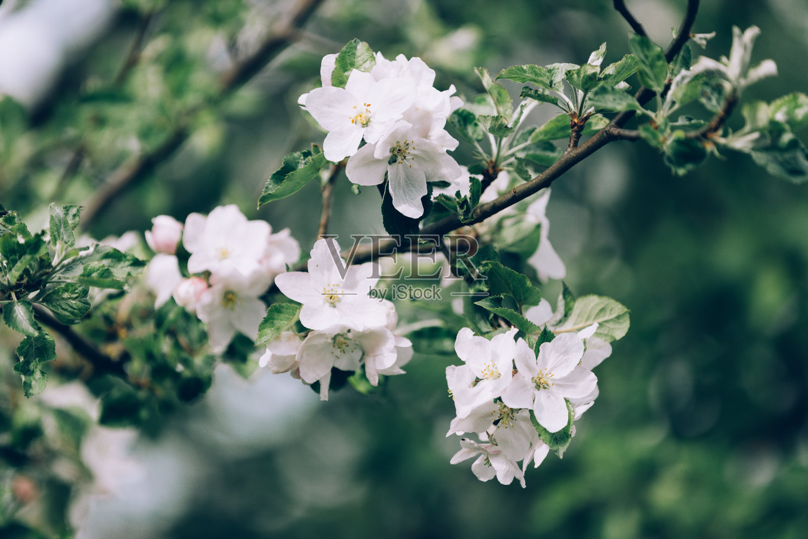 一棵开着小白花的苹果树照片摄影图片