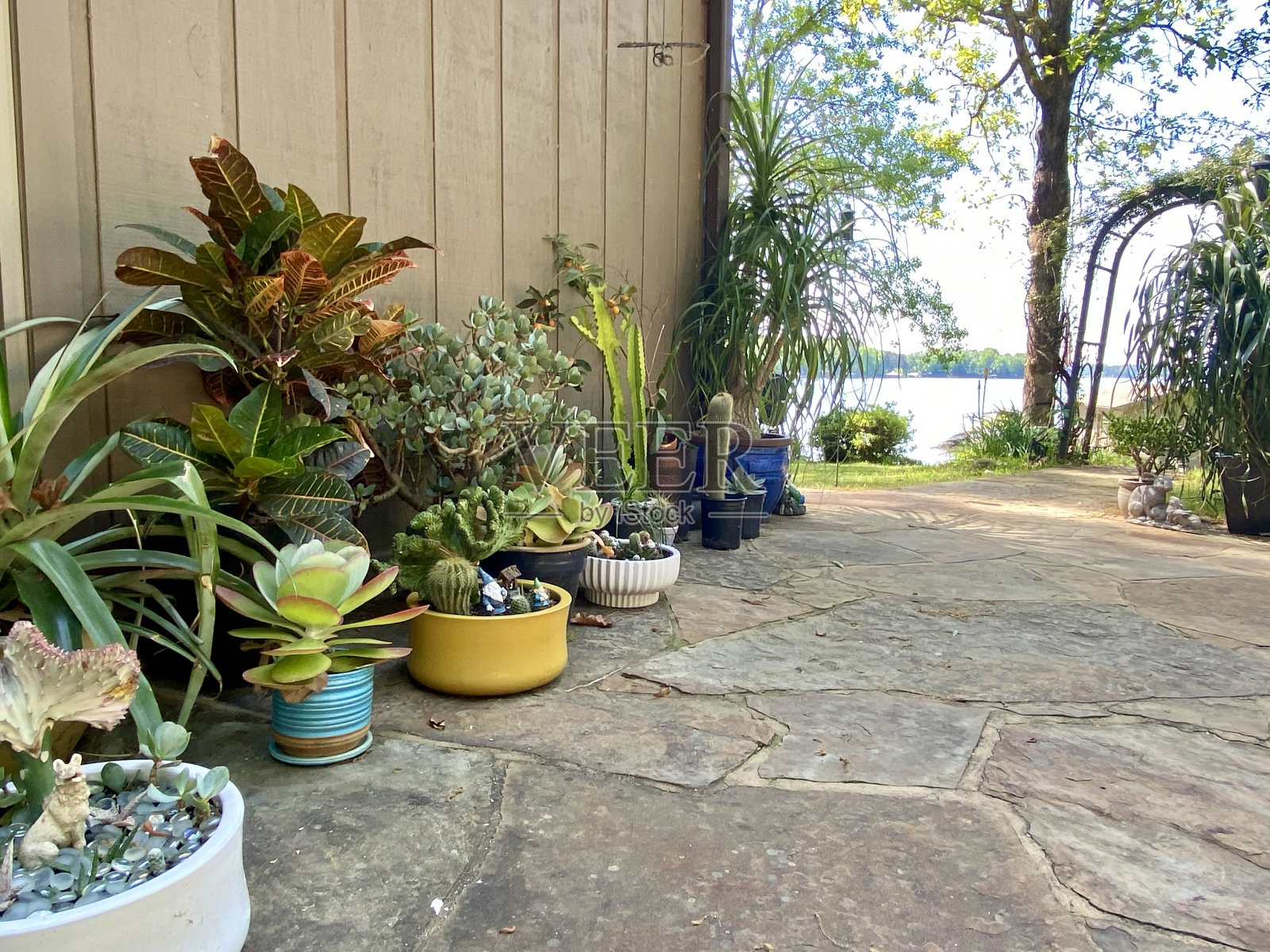 庭院里的盆栽照片摄影图片