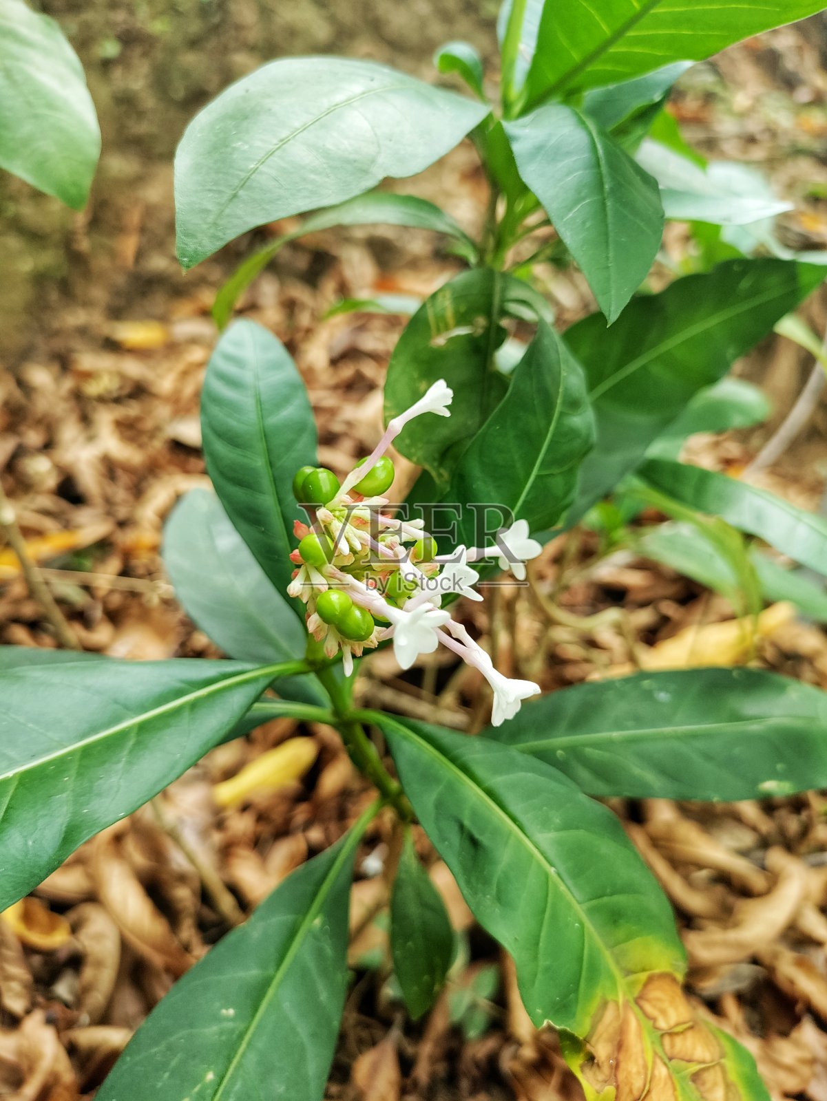 一种药用植物,命名为萨帕甘达。这种植物是印度著名的镇定剂和抗精神病药草,用于治疗偏执和精神分裂症。照片摄影图片