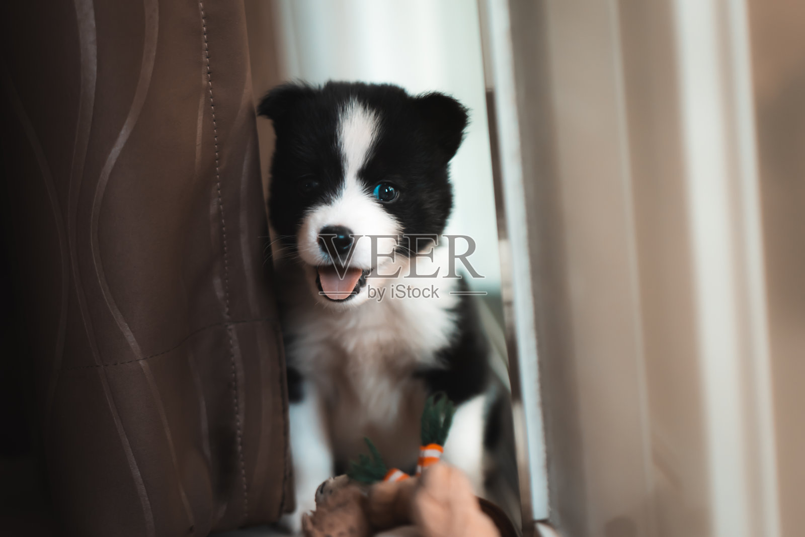 西伯利亚哈士奇品种的黑色和白色幼犬。照片摄影图片