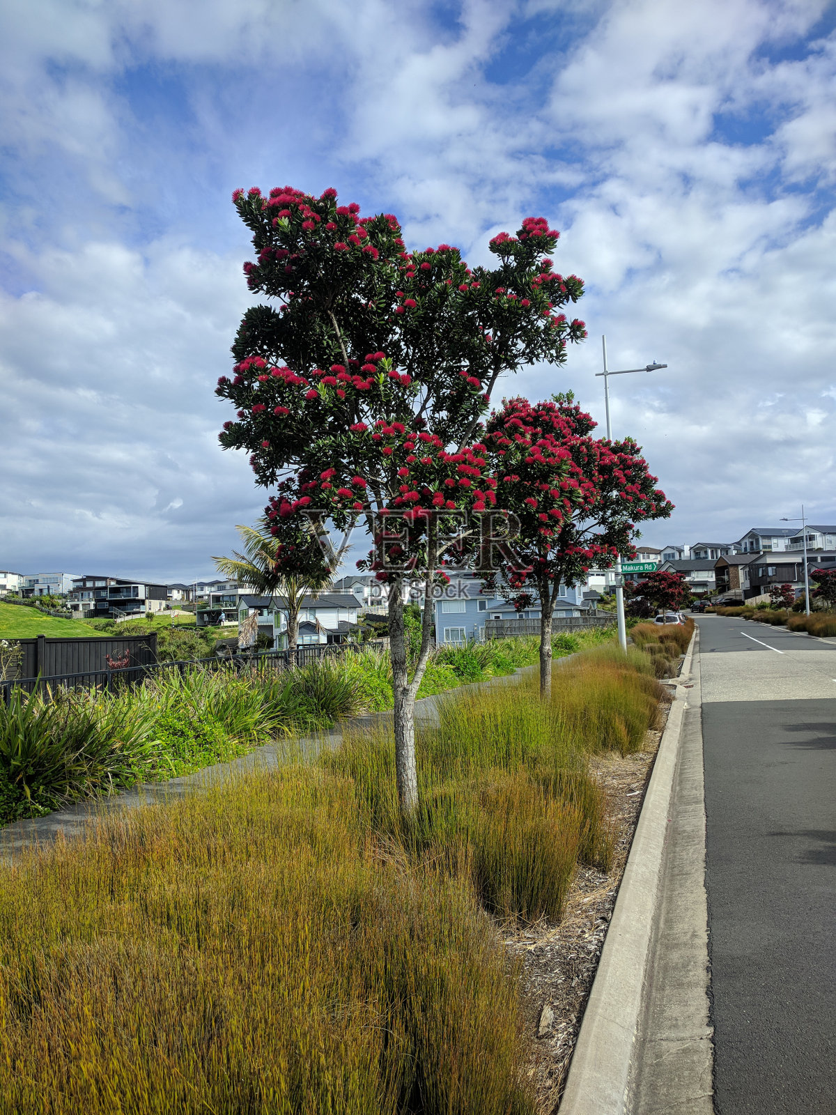 在开花的波胡图卡瓦树在典型的街道,长湾,奥克兰,新西兰。照片摄影图片