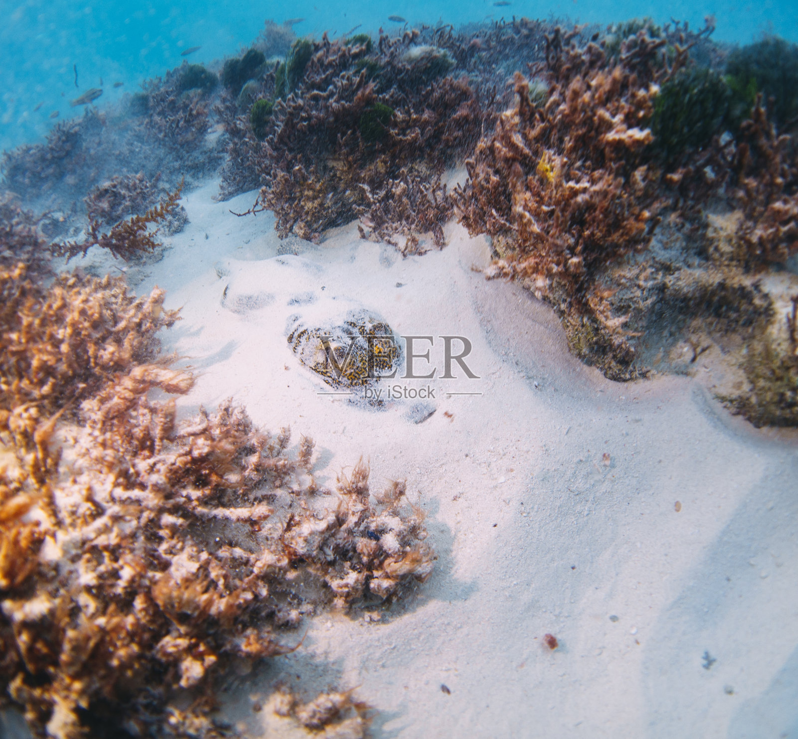 藏在沙子里的黄貂鱼照片摄影图片