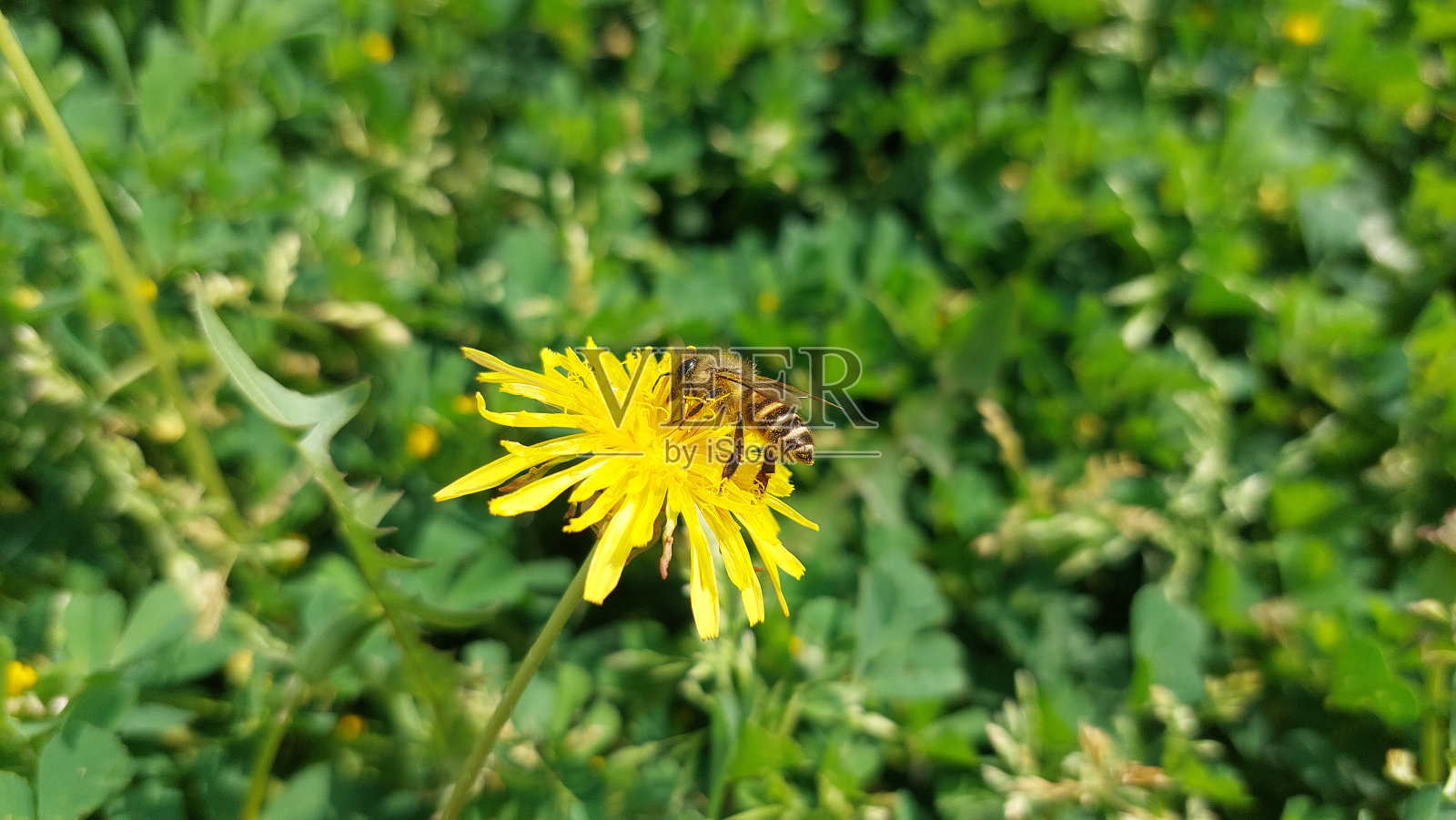 蜜蜂采集花蜜的特写照片摄影图片