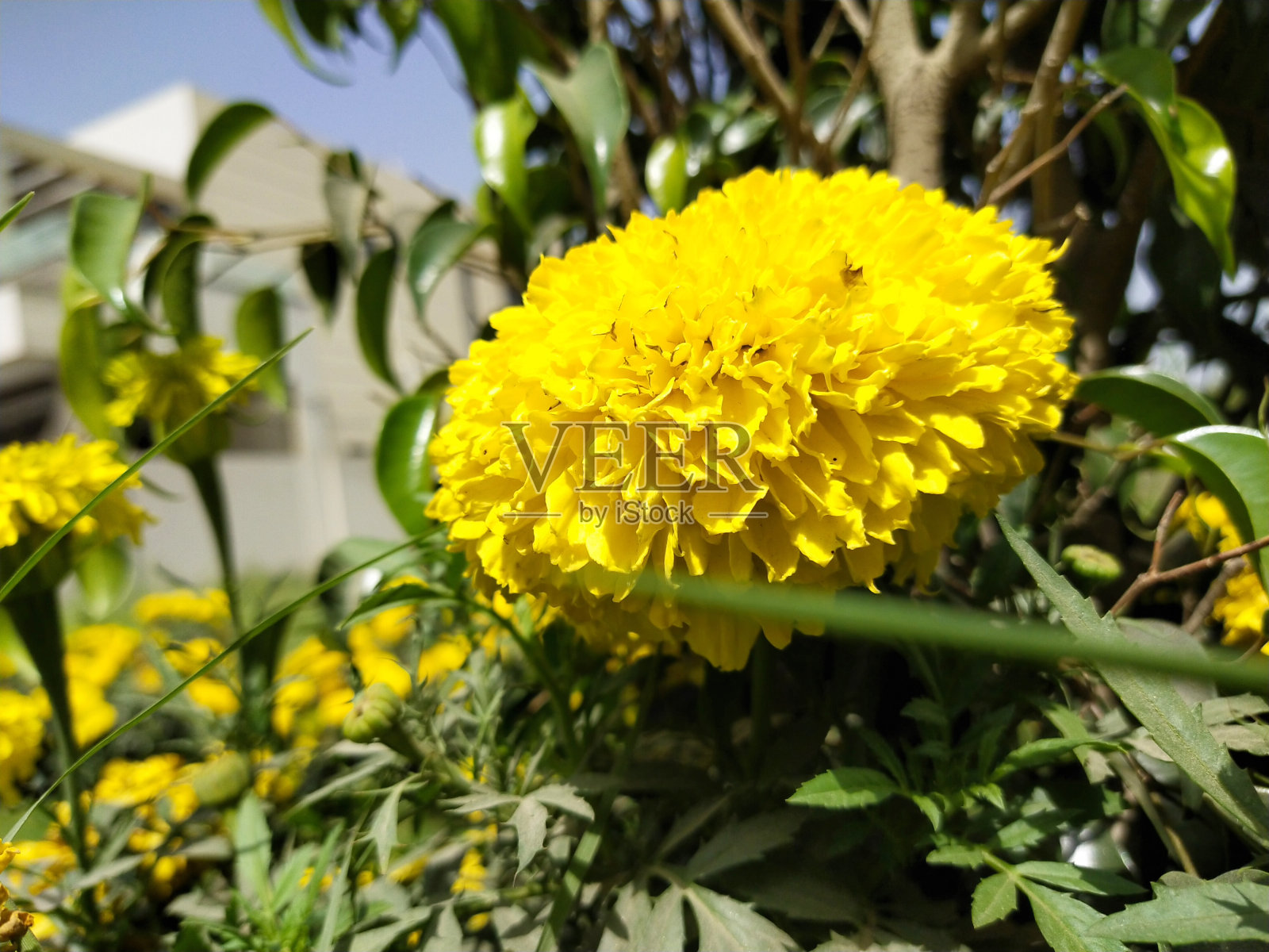 黄色的花。照片摄影图片