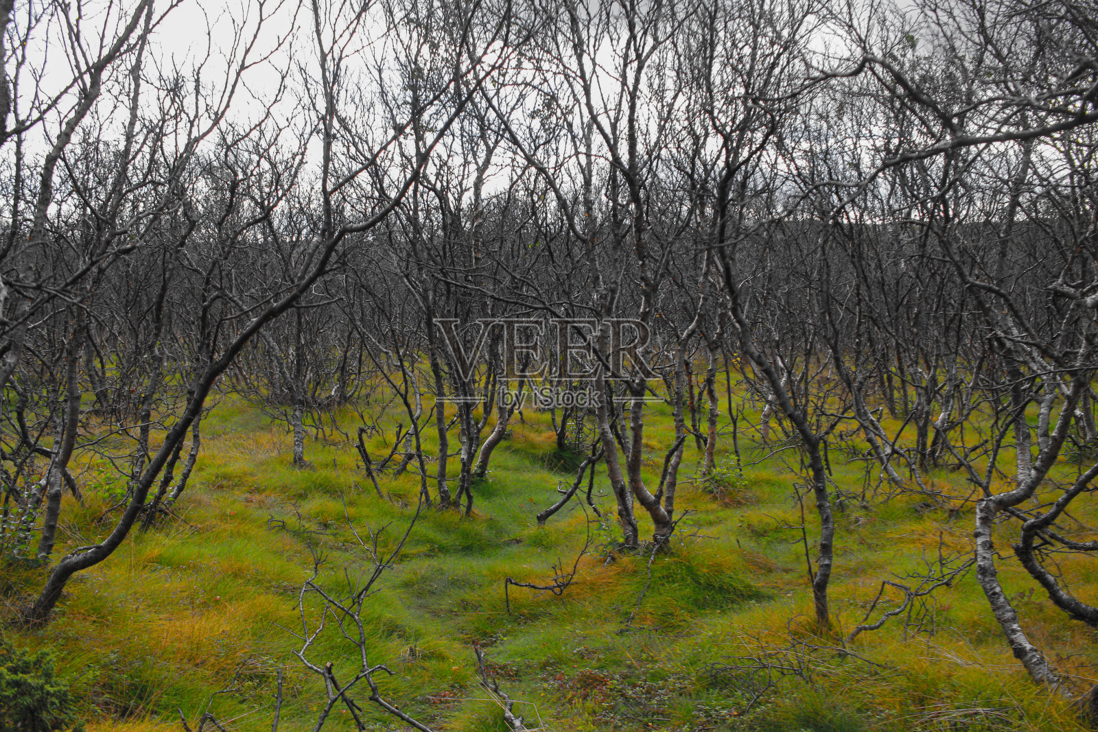 弯曲的森林照片摄影图片