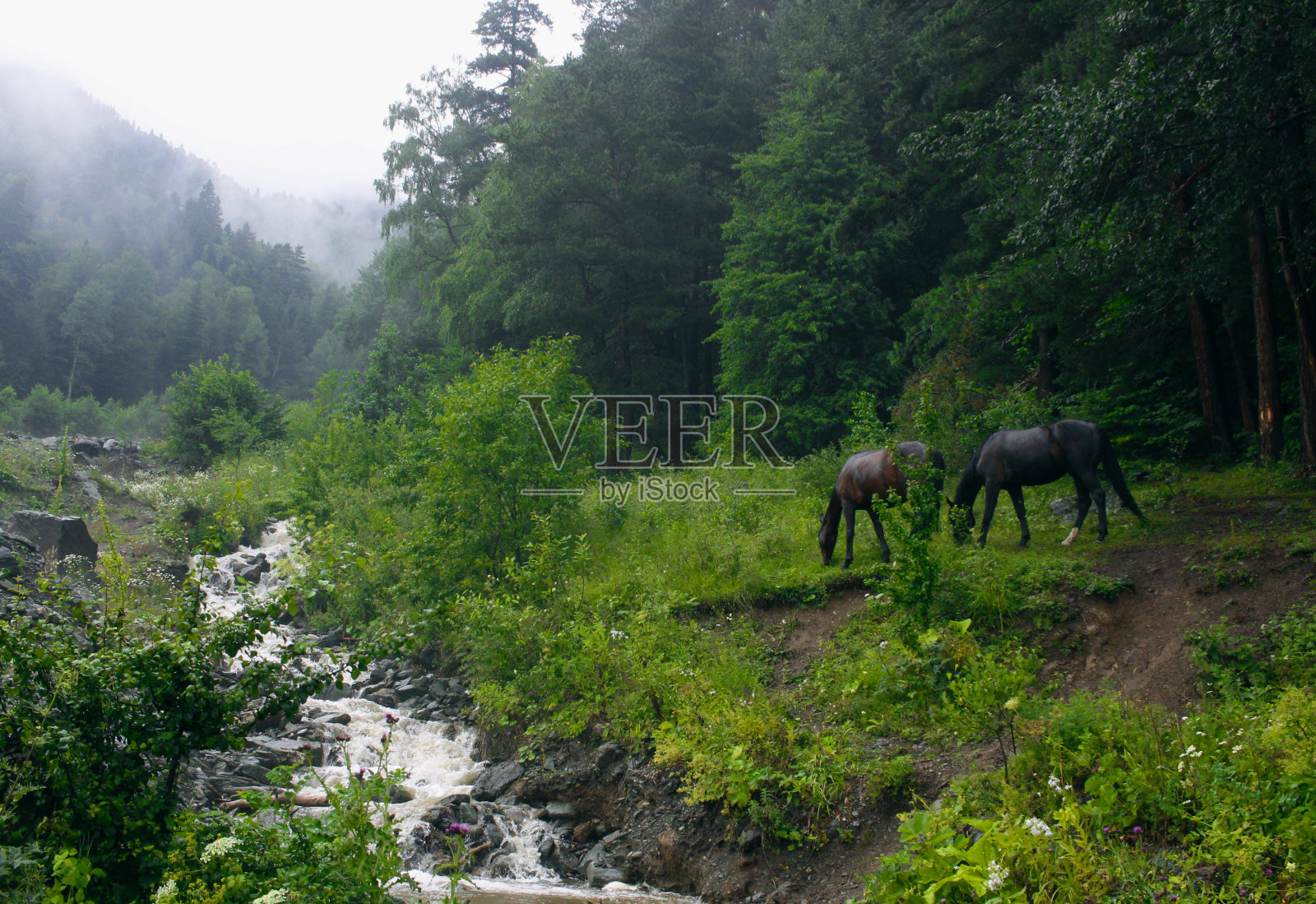 雨后,马在河边吃草照片摄影图片