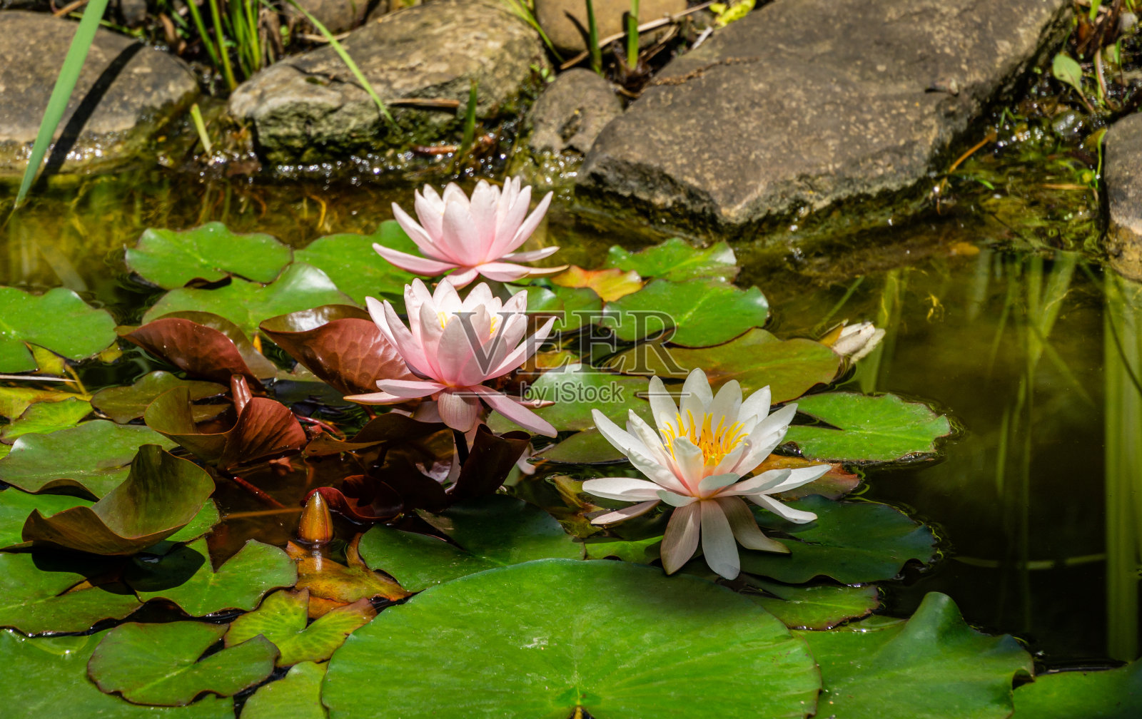 美丽的花园池塘与惊人的粉红色睡莲或莲花马里亚花玫瑰。睡莲在岸边高大的莎草植物下的叶子中盛开照片摄影图片