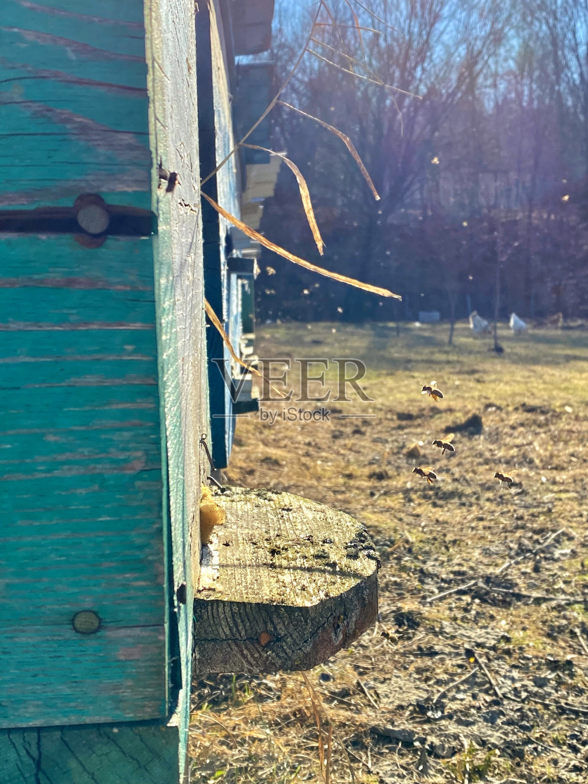 蜜蜂回家。照片摄影图片