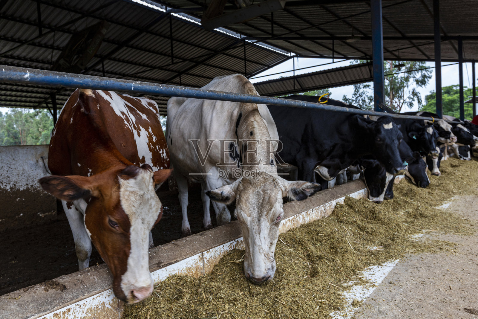 堆肥棚里的奶牛照片摄影图片