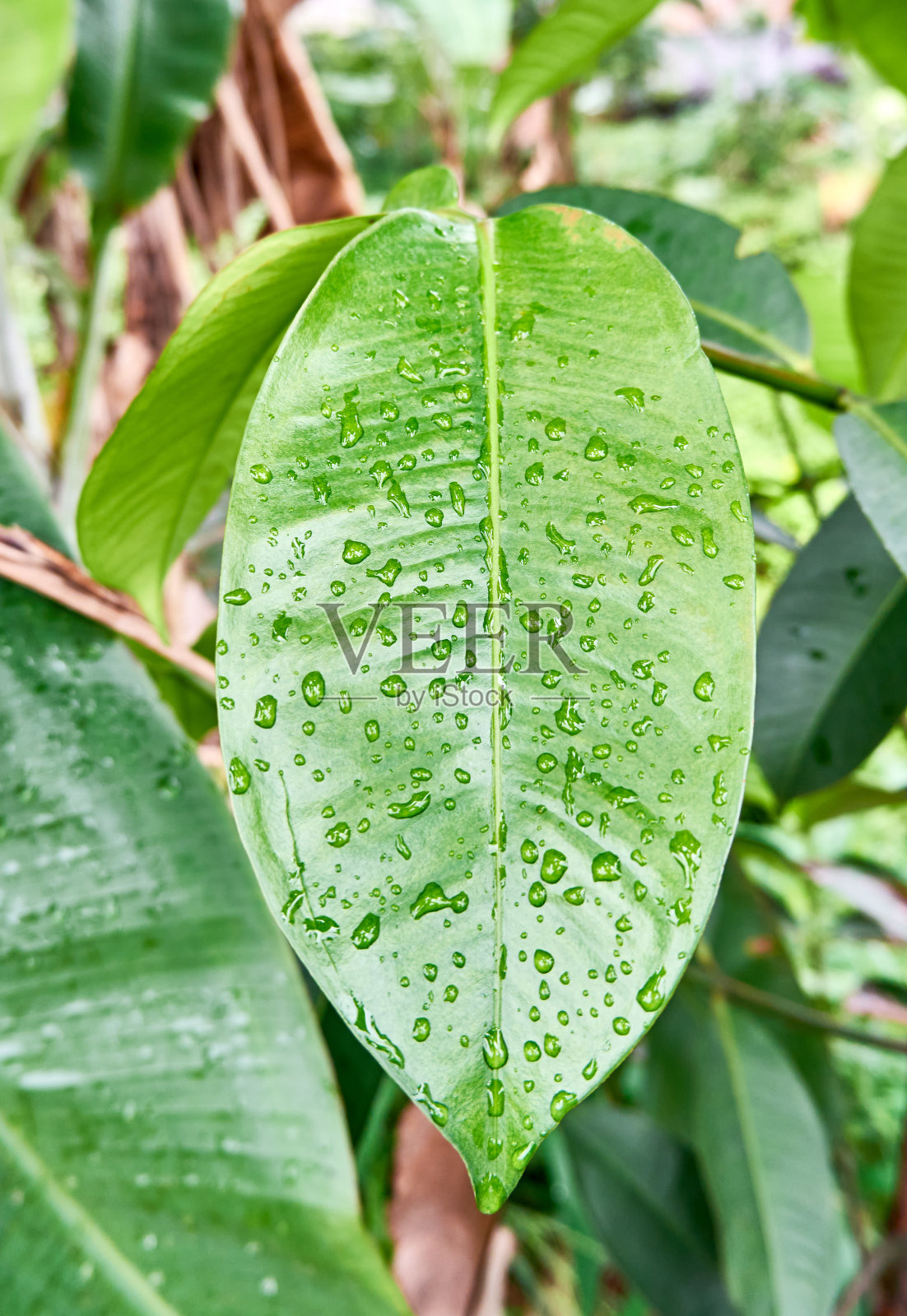 叶子上的水滴照片摄影图片