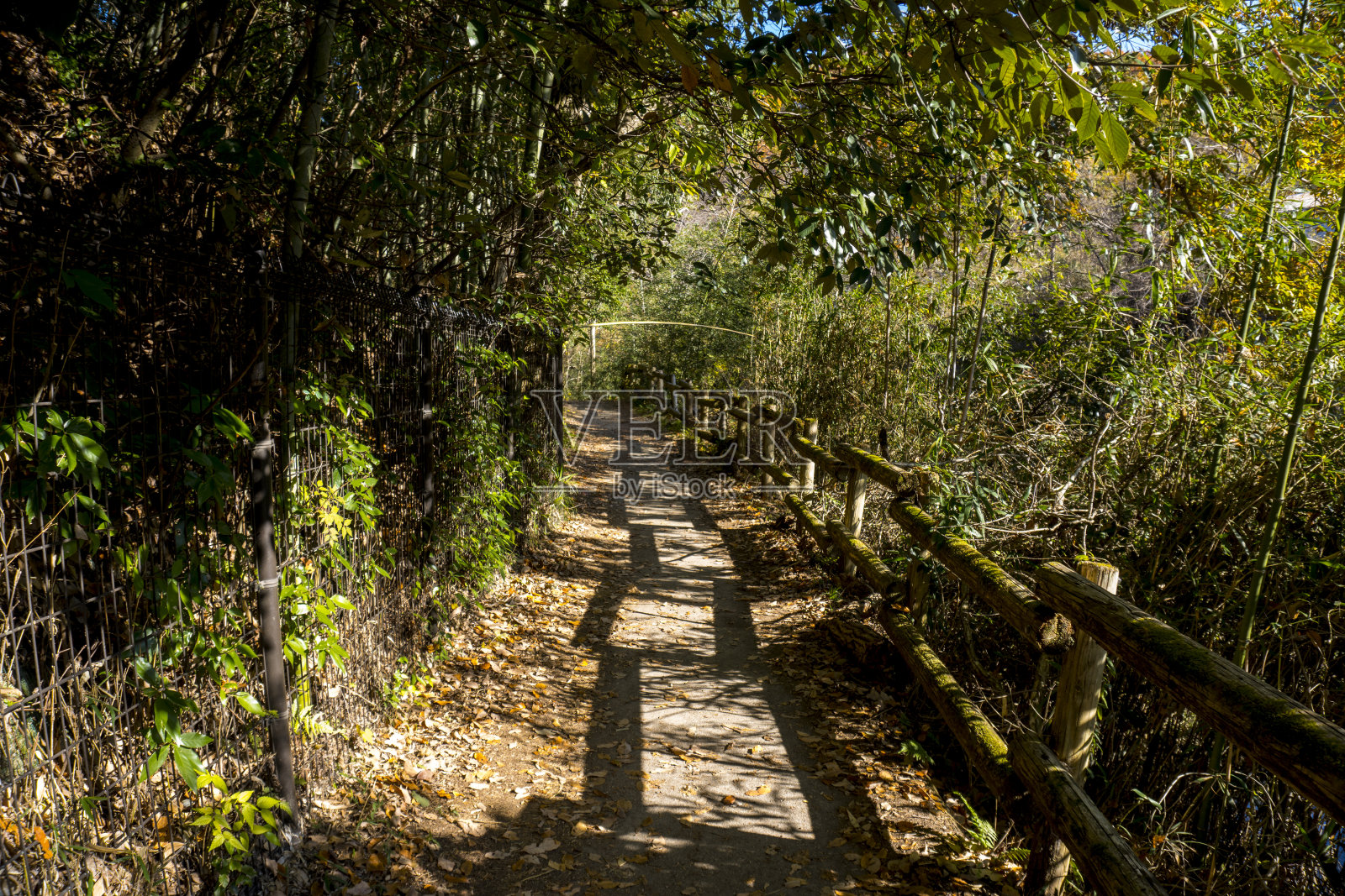 小道,小径,乡村道路,小巷,小巷作为背景照片摄影图片
