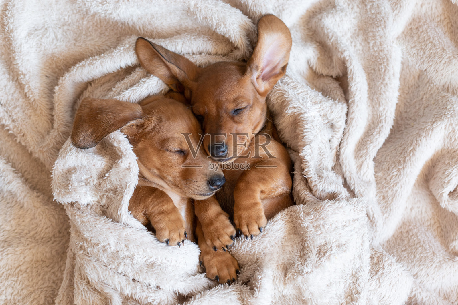 可爱的腊肠小狗依偎在一起睡觉。漂亮的小狗躺在床单上。照片摄影图片