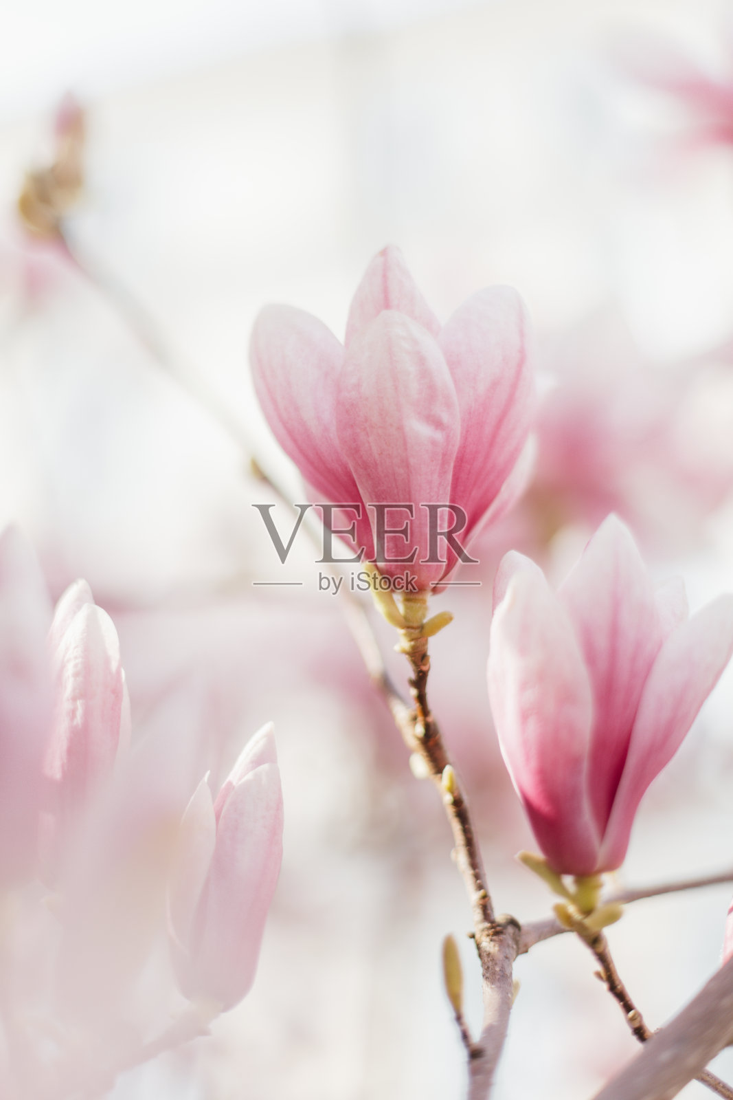 背景模糊的木兰树的特写照片摄影图片