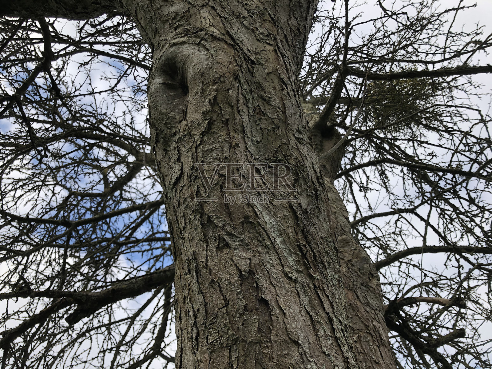 海棠花“约翰唐尼”-树皮和树干照片摄影图片