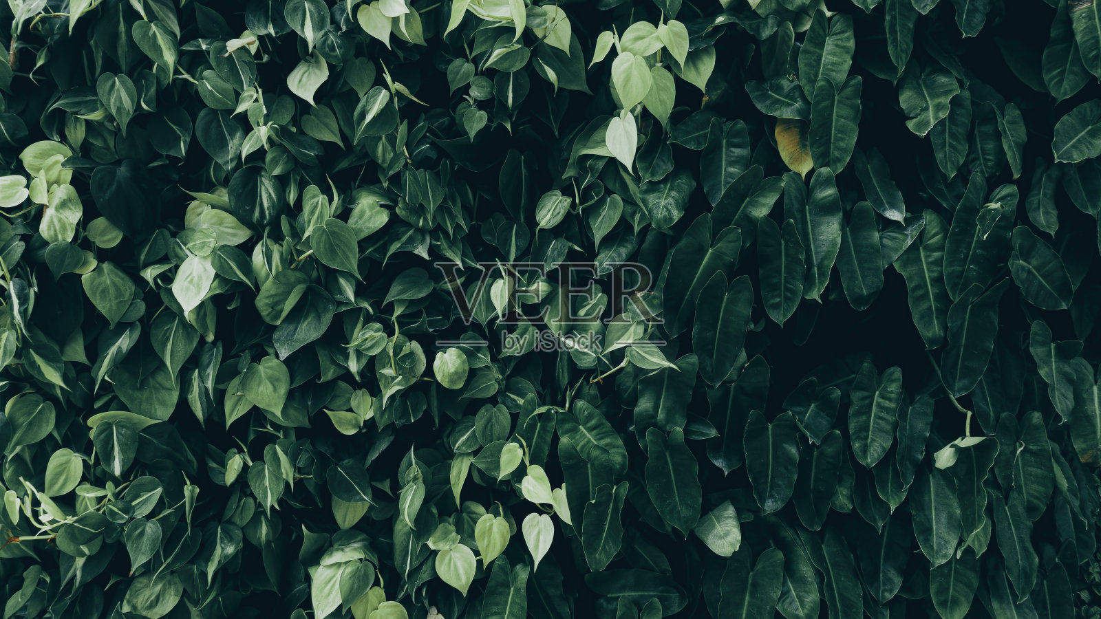 郁郁葱葱的绿叶,垂直花园照片摄影图片