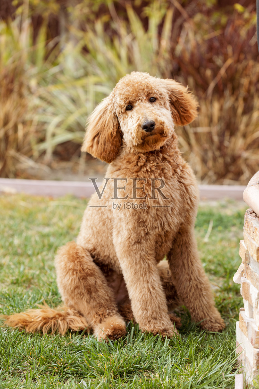 金毛贵宾犬坐下照片摄影图片