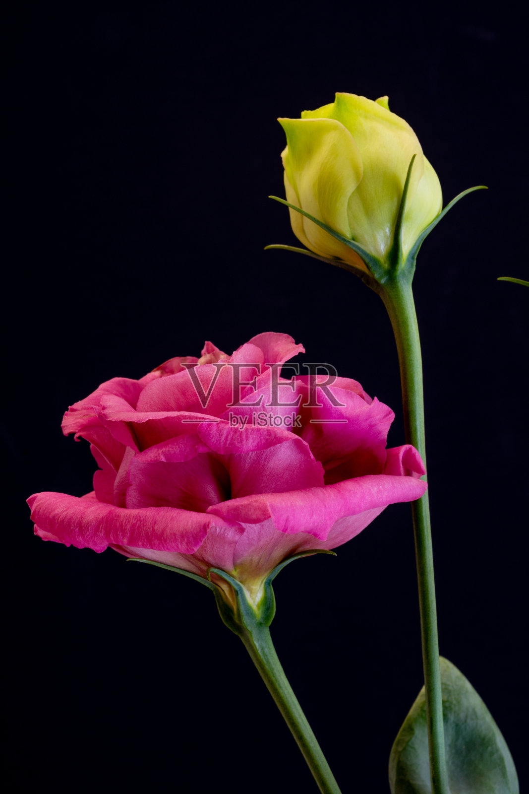 红色的桔梗在黑色的背景照片摄影图片