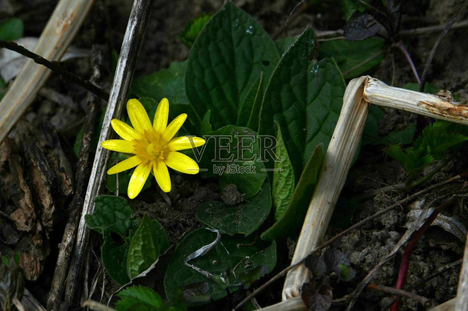春天森林花照片摄影图片