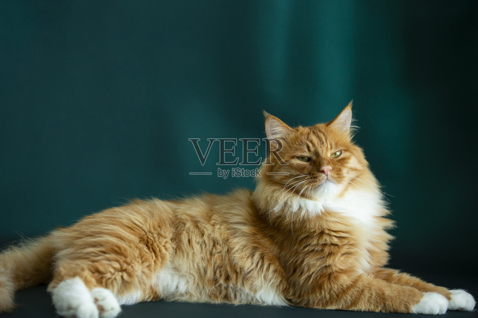 长毛猫的肖像照片照片摄影图片