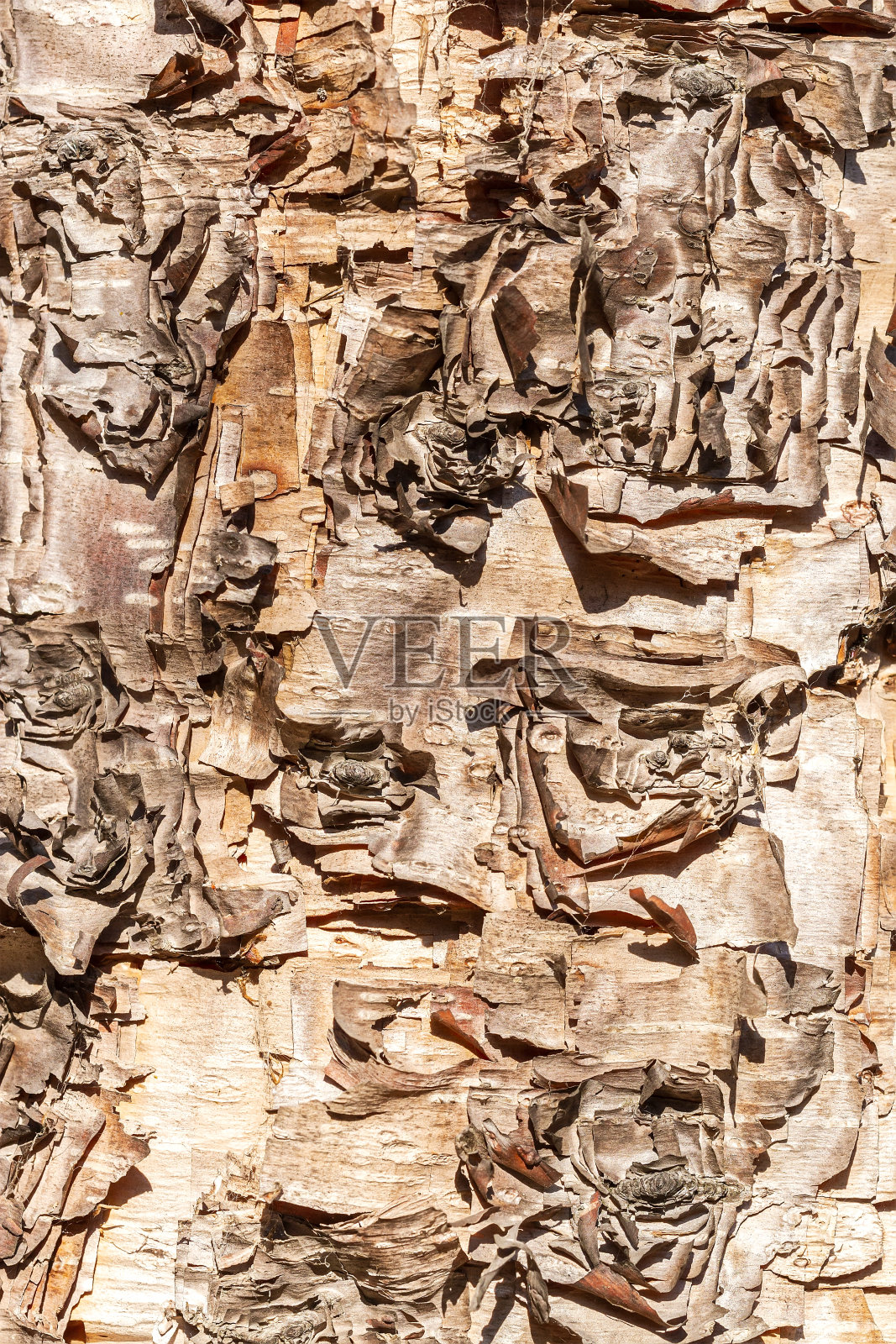 薄片枫的背景。高度详细的树皮纹理。照片摄影图片