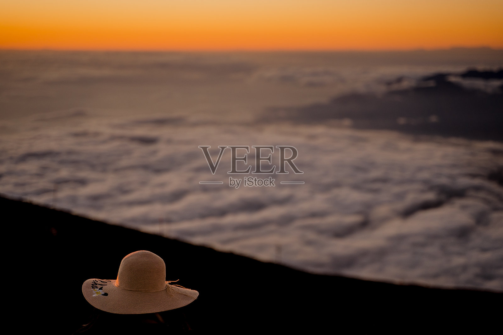 美丽的巨大浸绿色的叶子在雨后的雨林。照片摄影图片