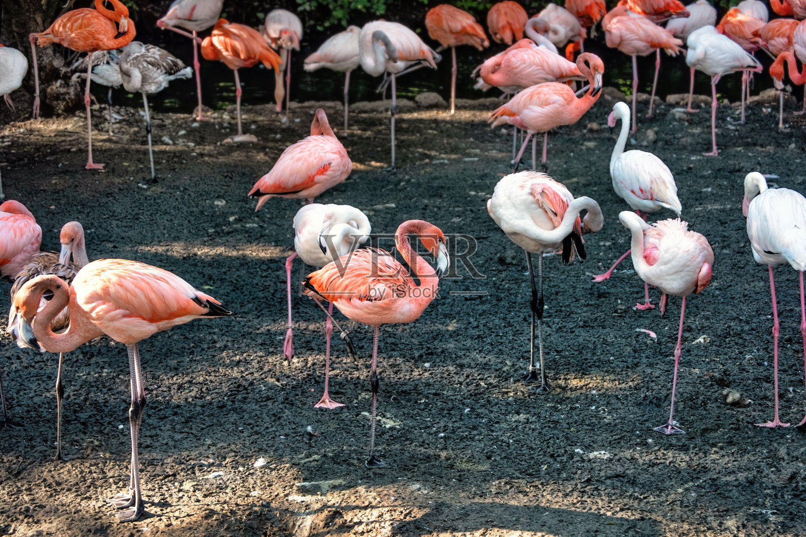 一群红色、粉红色的火烈鸟。照片摄影图片