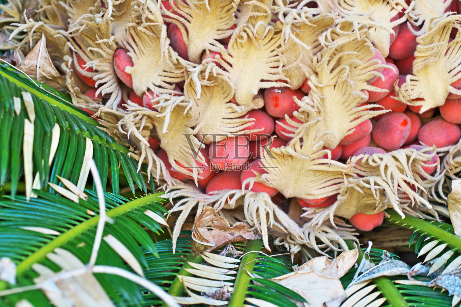 苏铁果实照片摄影图片