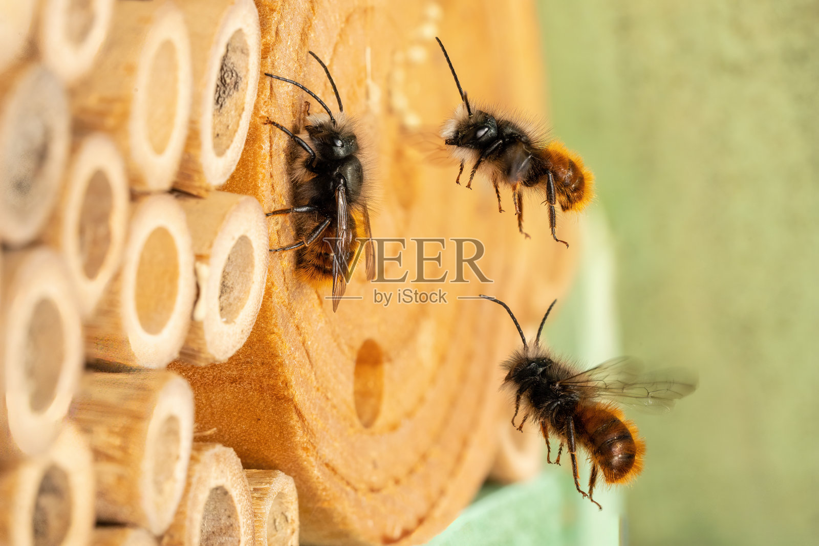 野生蜜蜂在昆虫旅馆照片摄影图片