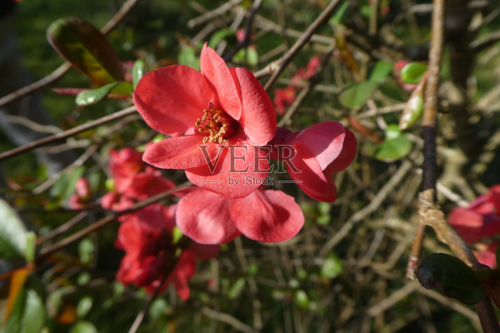 开花的日本木瓜照片摄影图片