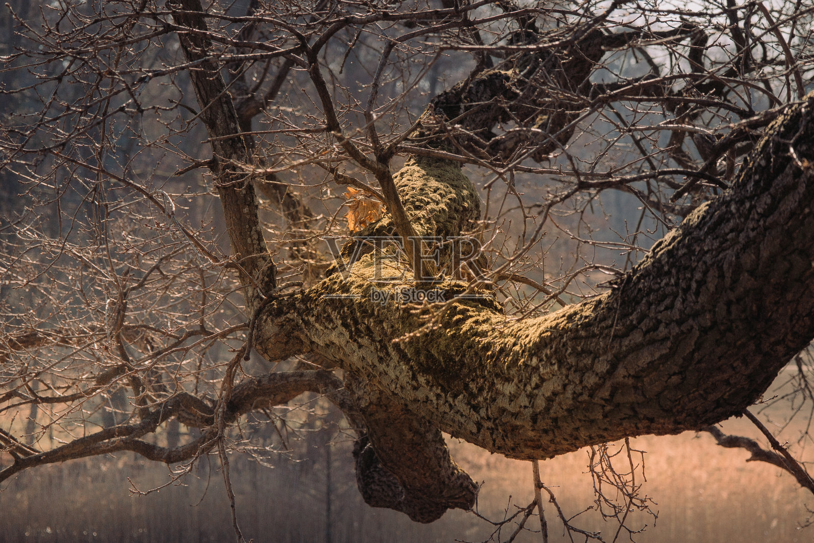 阳光下的老树枝上长满了青苔照片摄影图片