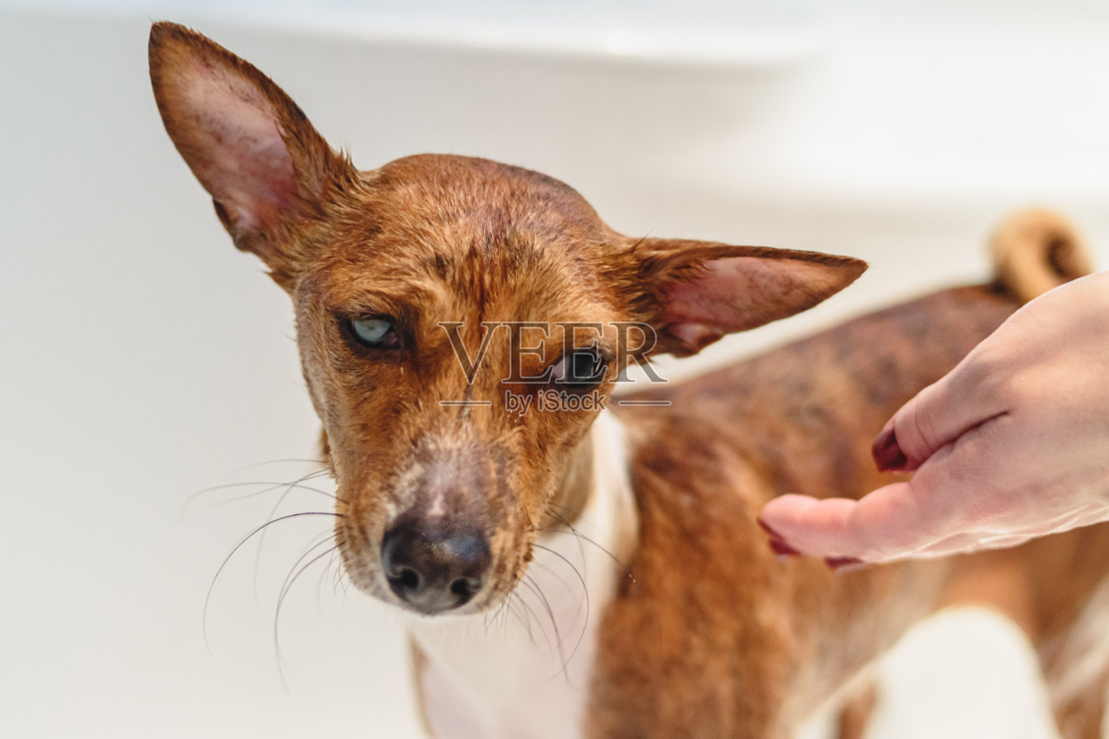 巴辛吉在家给狗洗澡和梳理毛发照片摄影图片