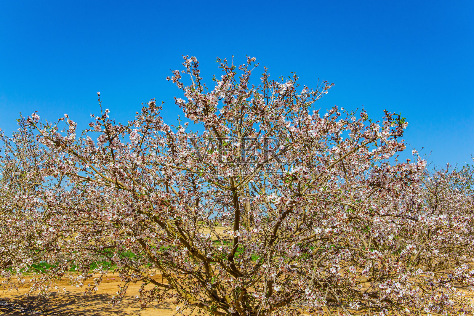 盛开的美丽的树林照片摄影图片