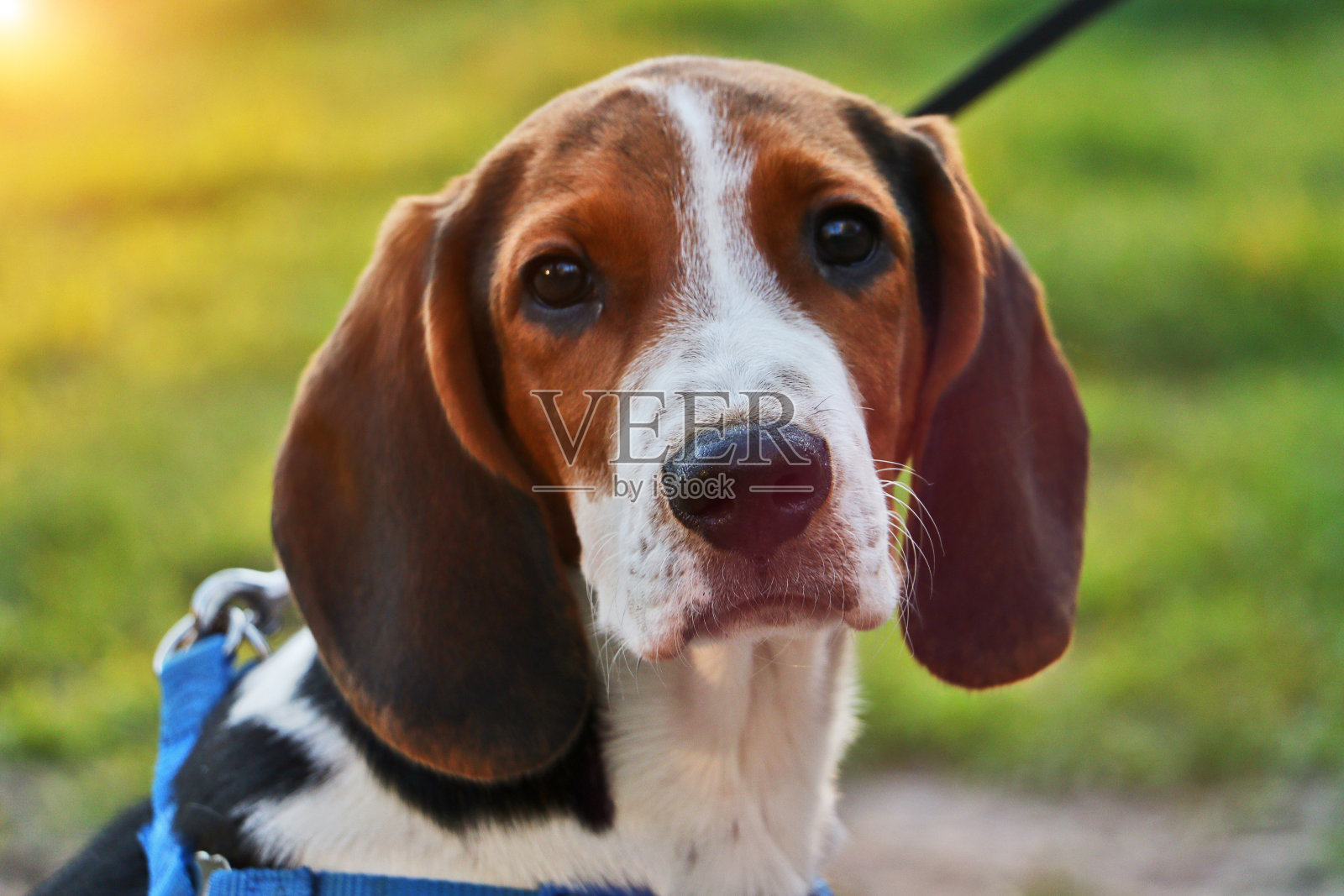 拴着皮带的可爱小猎犬。温暖的阳光在背景上。可爱的宠物。照片摄影图片