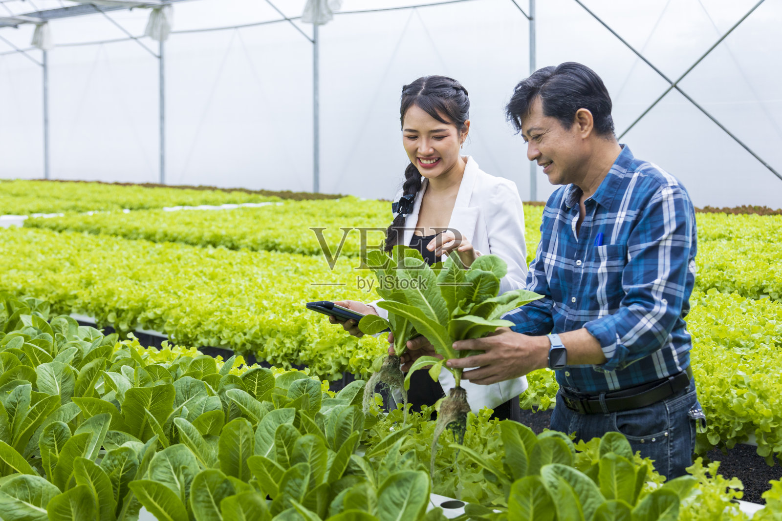 亚洲当地农民在温室里种植自己的绿色橡树沙拉生菜,并与他年轻的商业伙伴一起销售当地有机农产品的概念照片摄影图片