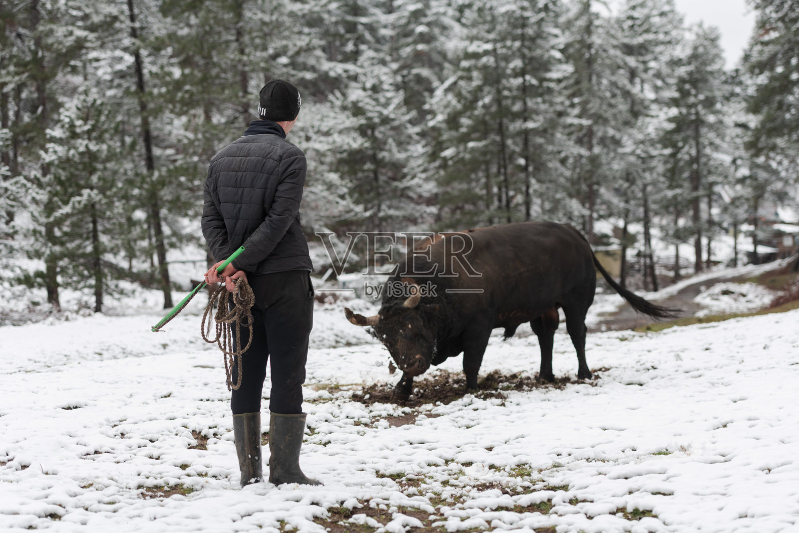 斗牛士低声说:“一个男人在一个下雪的冬天,在森林的草地上训练一头公牛,让它在竞技场里准备战斗。”斗牛的概念照片摄影图片