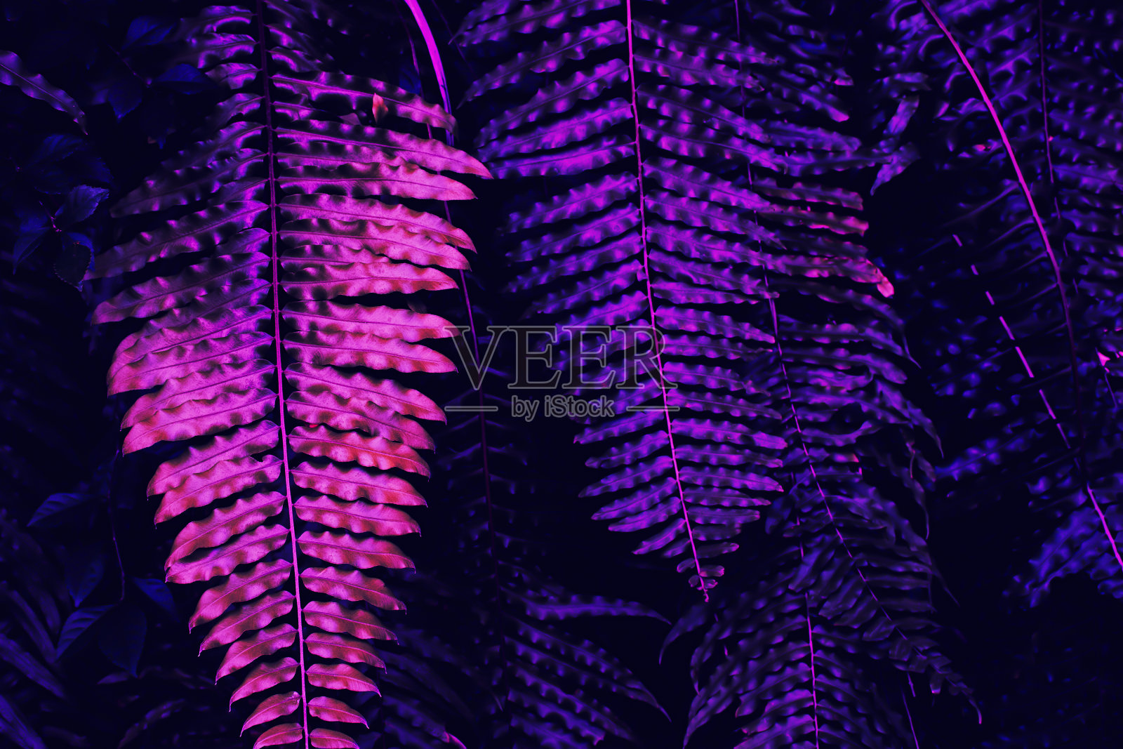 紫色的蕨类植物的叶子照片摄影图片