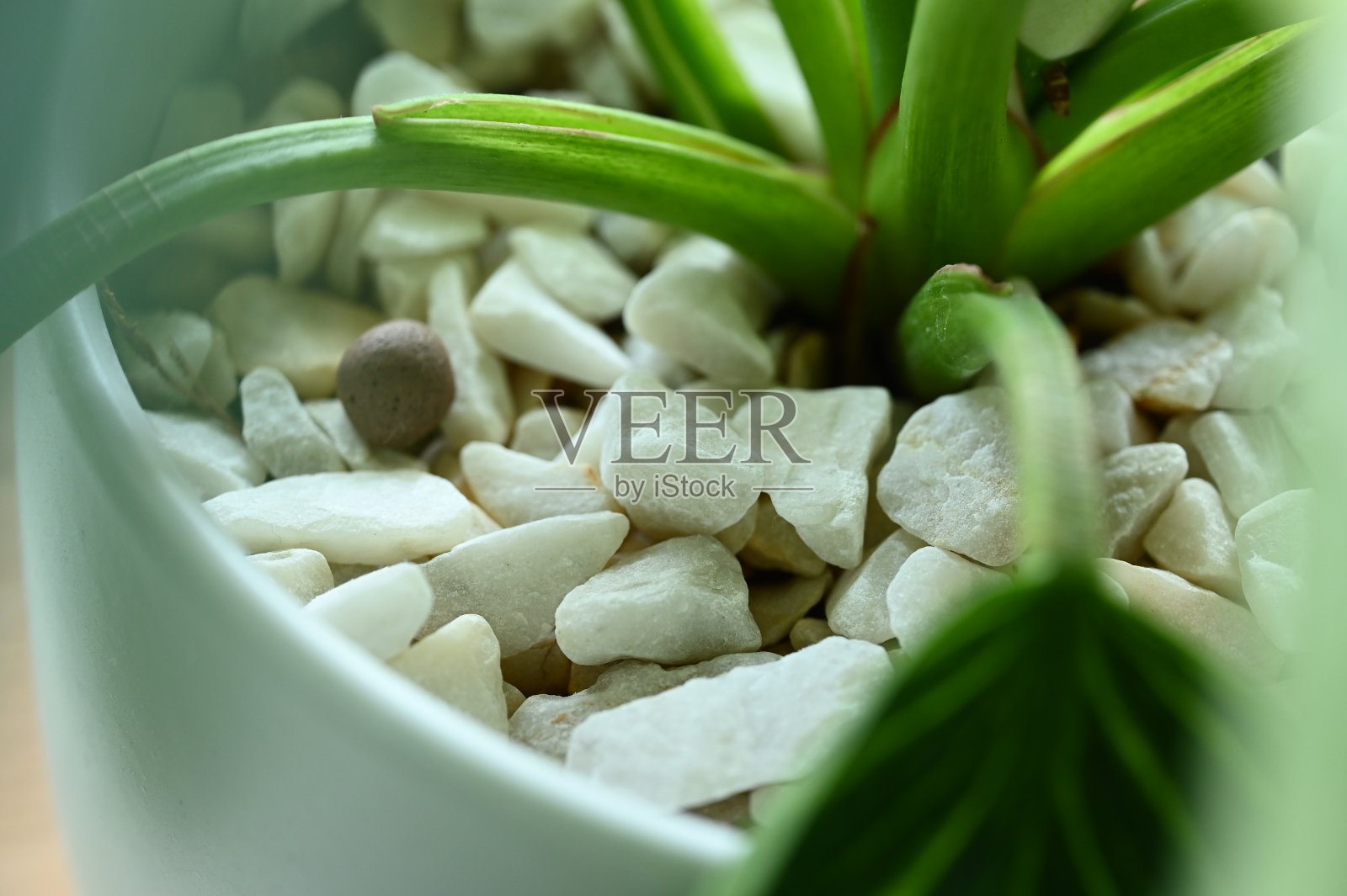 盆栽的白石树照片摄影图片