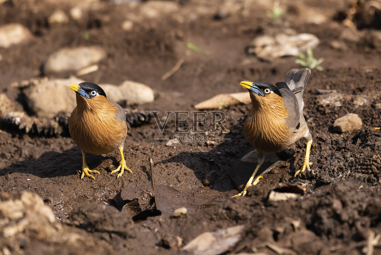 栗椋鸟一对照片摄影图片