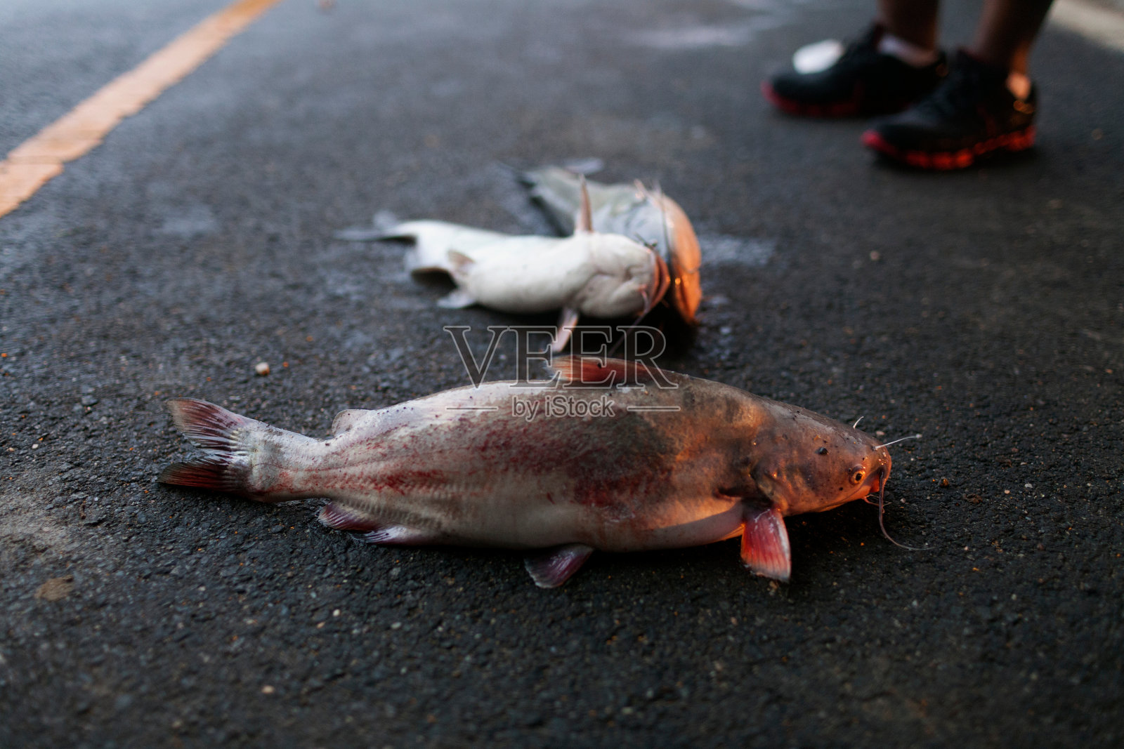 路上有鲶鱼照片摄影图片
