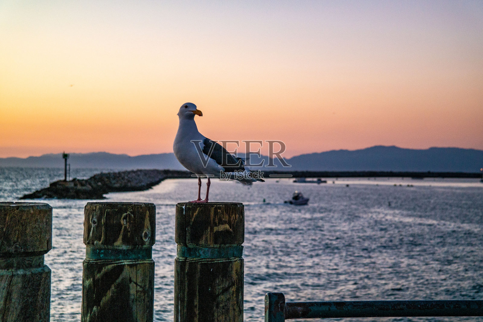 海鸥照片摄影图片