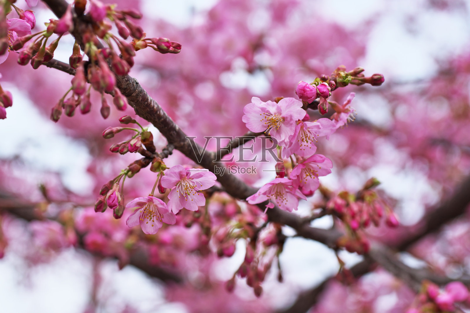 樱花照片摄影图片