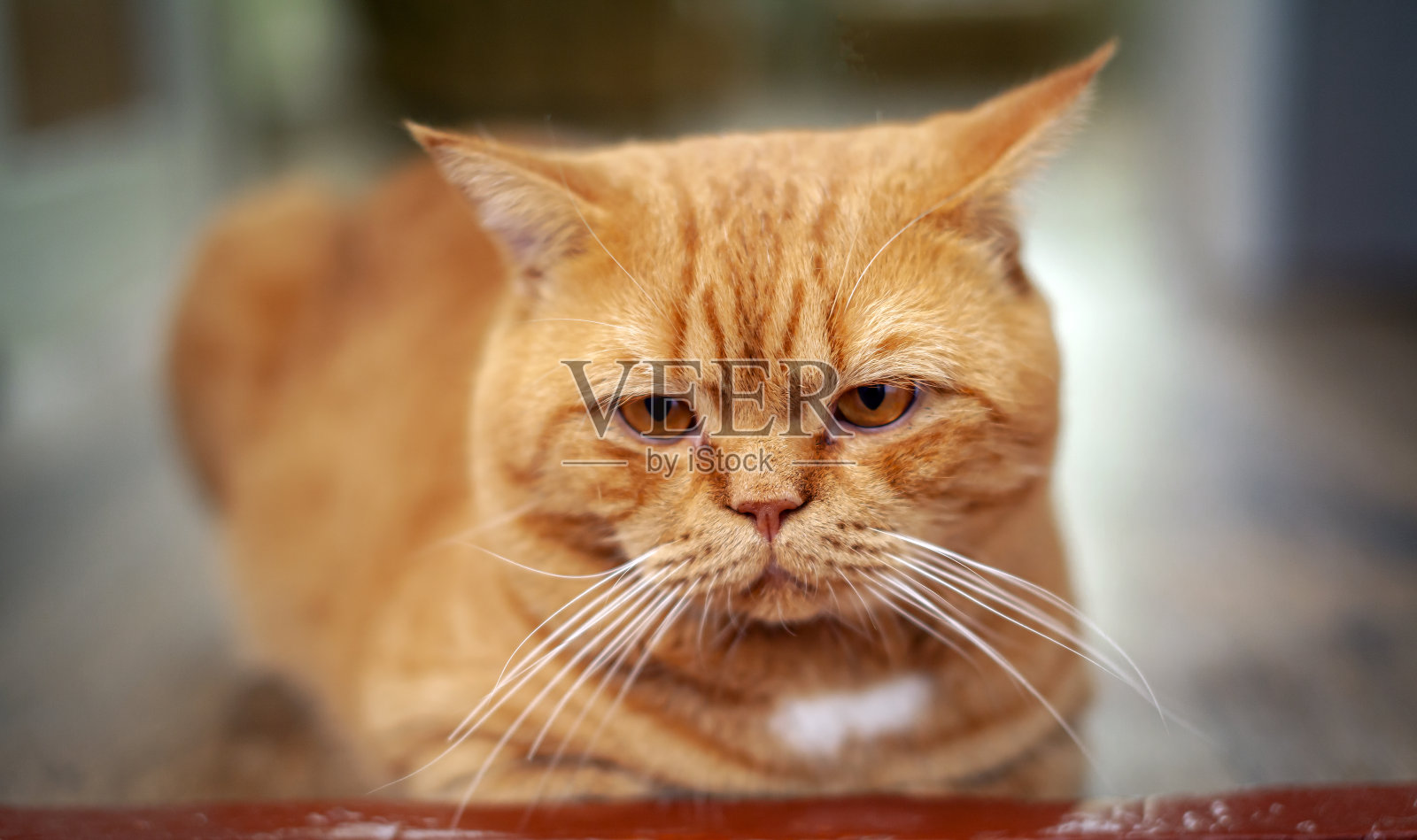 姜黄色英国猫特写。在乡间休息。照片摄影图片