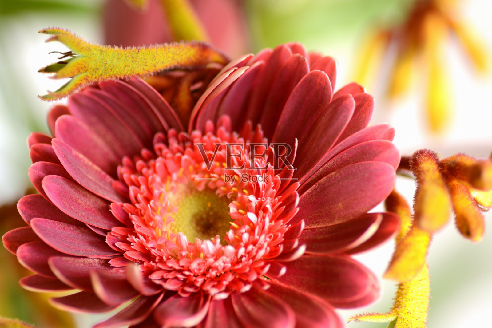 非洲菊头状花序。照片摄影图片