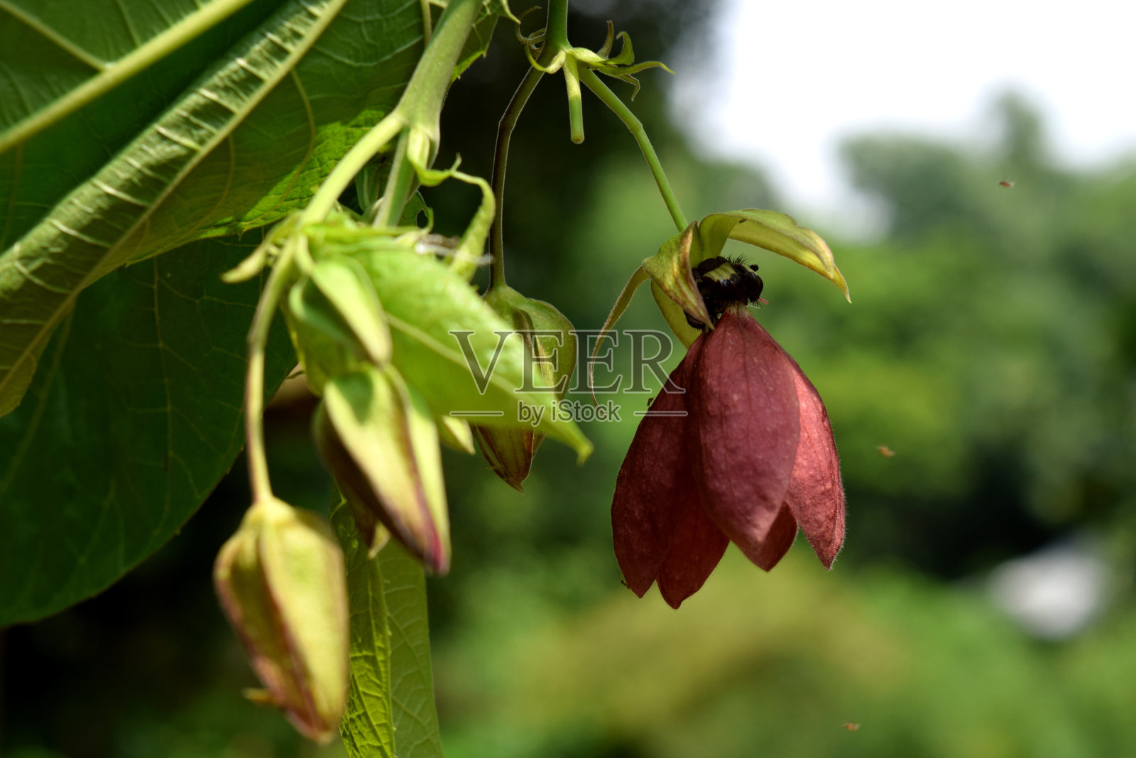 秋葵属植物的花。药用植物区系。照片摄影图片