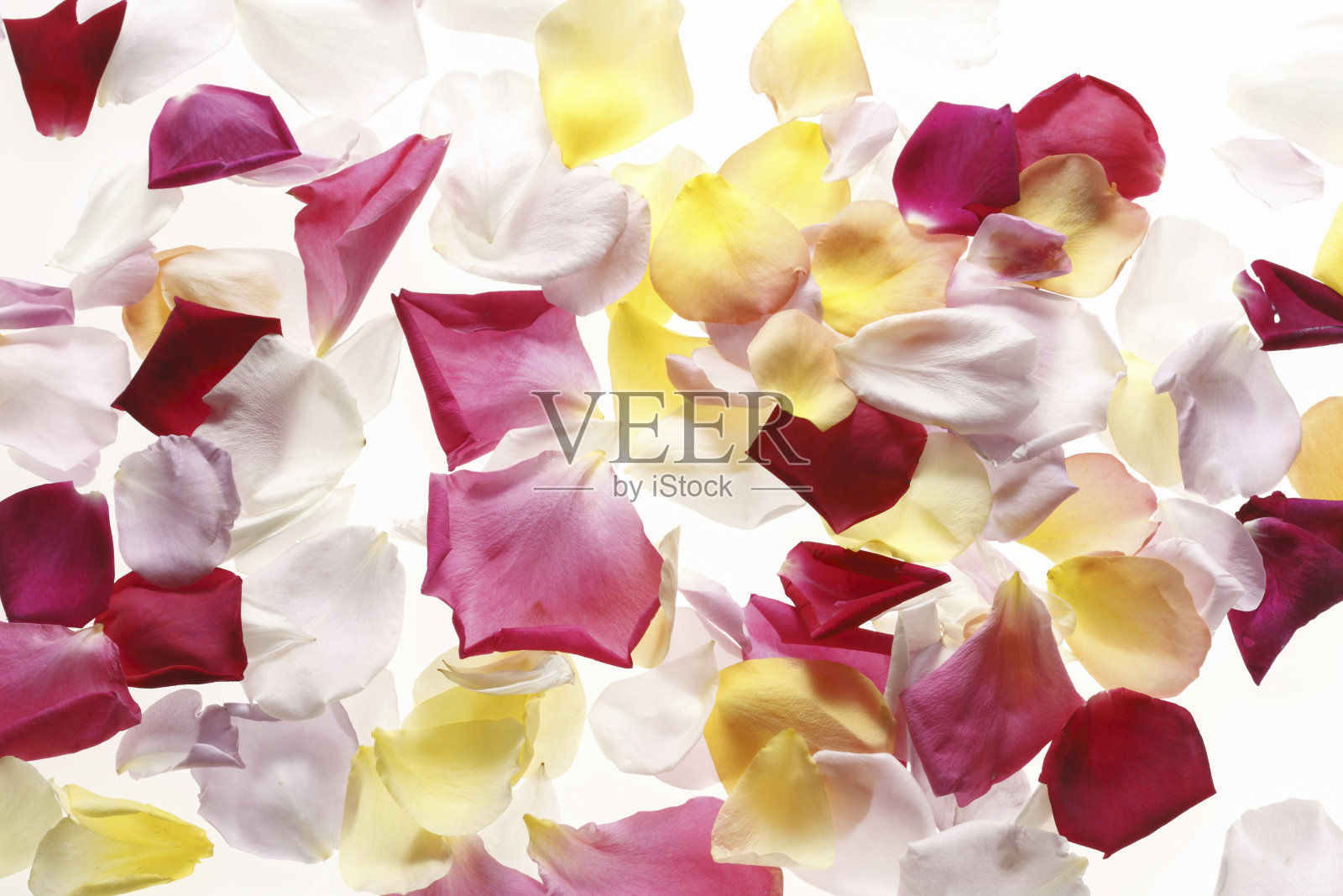 玫瑰花瓣照片摄影图片