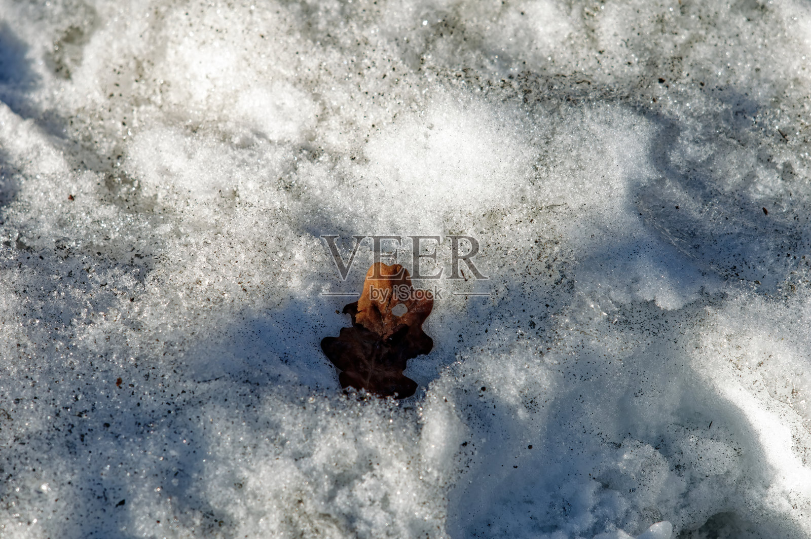 干树叶躺在雪地里照片摄影图片