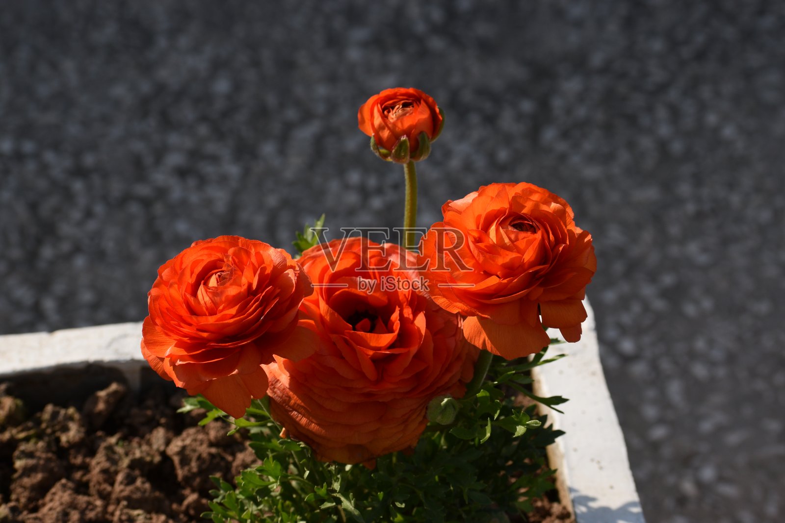 春天的花朵照片摄影图片