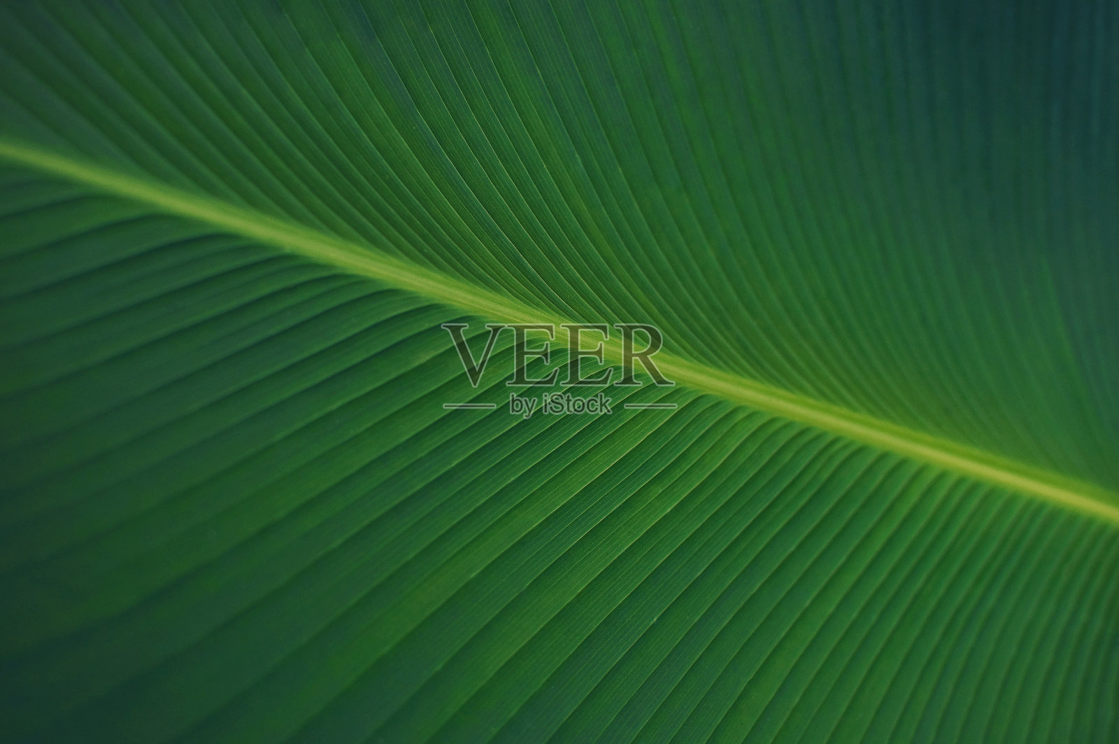 绿色的热带叶背景。树叶纹理,自然深绿色背景,微缩摄影。复古的效果照片摄影图片