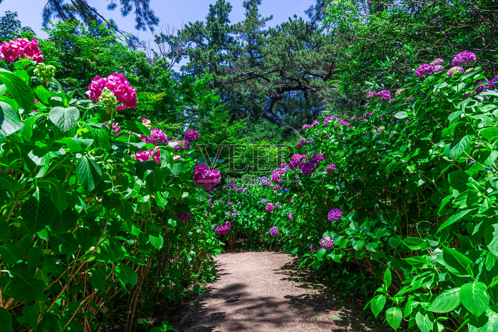 高贵地开花的绣球花照片摄影图片