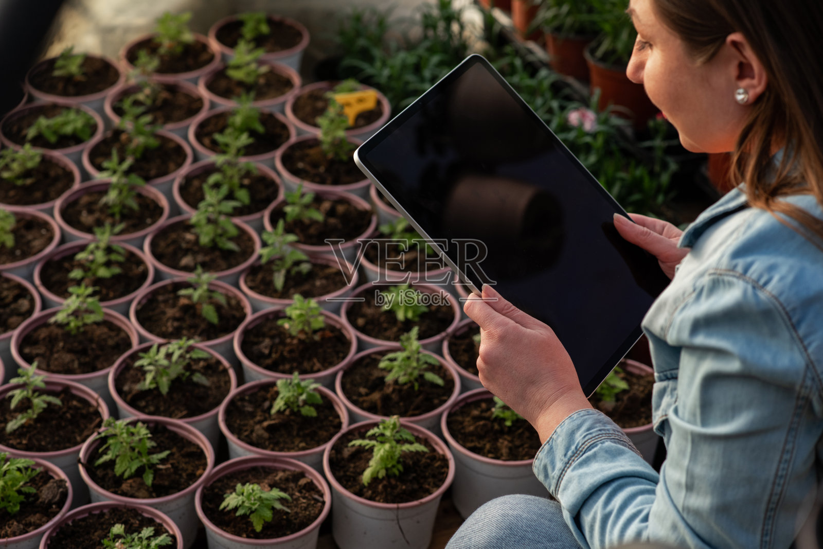 在花店温室里使用现代技术照片摄影图片